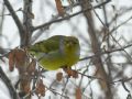 Carduelis citrinella